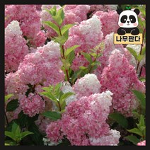(나무판다) 목수국 묘목 5종 시리즈, 1.라임라이트 포트(3개묶음), 1세트