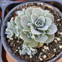 연화 토종 바위솔 / 선별발송 / 분채배송 월동가능 / 꽃과정원이야기