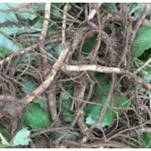 머위종근80주 #머위종근#머위건재 #머위효과#머위대 #머위종근재배 #머위효과