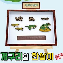 [에스와이티] 개구리의 한살이 만들기학습용 브로마이드 제공 _2204059EA