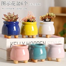 다육화분 다육이 심폴 화분 식물 미니 화분세트, 도자기, 옵션70