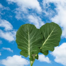 친환경 유기농 무농약 케일 (즙용/쌈용), 쌈용 2kg