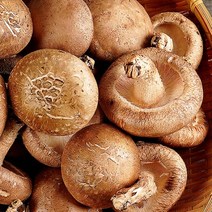 무농약 생 표고버섯 중품 3kg, 1개