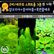 [비바소녀] 2탄 구피/새우의 스위트홈 3종(12촉)+서비스 암브리아6촉 목련물배추1뿌리 붕어마름5촉 구피은신처 마츠모 초보수초 레이아웃 부상수초