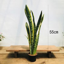 청년농부 산세베리아(55cm)