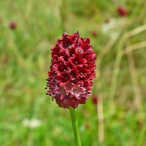 모종/오이풀 7치화분 R0982