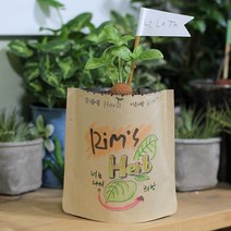 파라솔-그림봉투화분 스위트바질_2487EA, 본상품선택