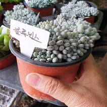 안산 플라워마트 다육식물 블루빈스