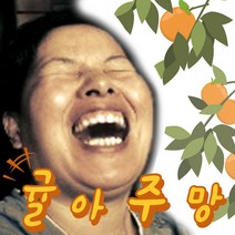 귤아주망 모슬포감귤 하우스감귤 황금향 청귤 풋귤 제주감귤 임산부선물, 새콤달콤 하우스감귤 10kg, 1개