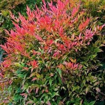 남천 나무 묘목 h80cm전후, 남천나무묘목 H0.8m전후