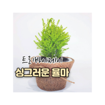 트리바이제이 율마 실내공기정화식물 인테리어식물 거실화초, 율마(분갈이 포트)