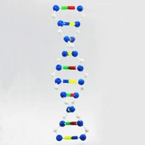 DNA 이중나선 자기복제 구조 모형 조립키트 배열 모델 사이언스 3D 교과서 결정 원자 체험