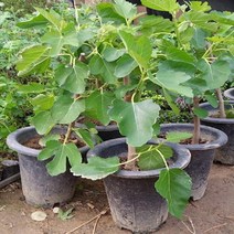 ++티앤북++유실수 과일나무 무화과 묘목 결실주 과실수+++, +++_단일상품+++