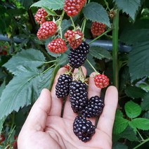 고창 23년 햇 슈퍼 복분자 블랙베리 급냉 2.5kg 5kg 10kg, 슈퍼복분자 상품 10kg 벌크