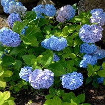 [경북농원] 엔들레스 썸머 원예수국 산수국 목수국 판매중 / 조경수 관상용, 엔들레스썸머 3년생 상묘