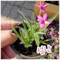 설난/핑크색 설란 향이 더 진해요