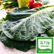 유기농 케일 샐러드 즙용 당일수확 산지직송 1kg 2kg 3kg 4kg