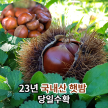 [23년고당도생밤] 마미템 삼조생 생 밤 국산 칼집 밤 알밤 생밤 군밤 1kg 2kg, 칼집밤 1kg 중, 1개