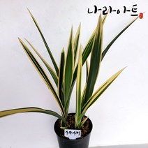 나라아트 난 가와사끼(3-4촉) 동양란 풍란 난화분