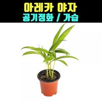 곰빵 아레카야자 실내공기정화식물 가습기능 강력정화