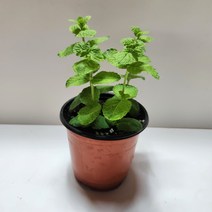 애플민트화분, 1개