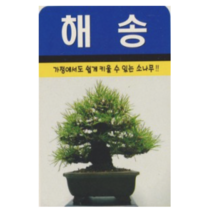 보람농자재 해송 씨앗 [1000립]