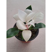 화이트콩고, 1개