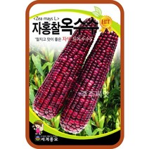 자홍찰옥수수 150립, 1개