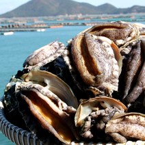 [TV홈쇼핑정품 인포벨]100% 완도 팔팔 전복 대사이즈 20미 국내산 직배송 완도산 활전복 직거래 선물, 본품