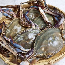 당일배송 서해안 암꽃게 급랭 2021년 제철 알배기 봄꽃게 1kg 후니씨푸드 냉동꽃게