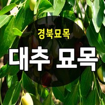 [경북농원] 대추나무묘목 접목 특묘 (왕대추/복조대추/사과대추), 사과대추 접목  중묘