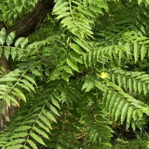 약용식물 / 참죽나무 (참중 뿡나무) 매력있는 나무 / 토종 실1년 6주묶음 MT48-0