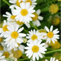 [허니솝] 플로럴워터 모음 (비누 화장품 DIY 재료), K147. 저먼카모마일 워터 100ml