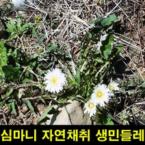 ★쭈니파파몰★ 고씨네 생민들레뿌리1KG 생민들레 민들레뿌리 민들레, 본상품