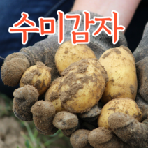 국내산 감자 수미감자 알감자 구이용 튀김용 햇감자 3kg 5kg 10kg 20kg, 쫄사이즈