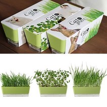 방에서키우는 캣닢재배 캣그라스 DIY키트 세트, 귀리, 본상품선택
