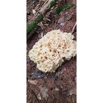 자연산 꽃송이버섯 1키로, 1개