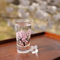 MARUMO TAKAGI 냉감 벚꽃 글라스 천개 페어 세트【온도로 변화 니혼슈 글라스 일본제】100ml