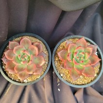 [메카다육]1027 핑크가우디(에케베리아) 랜덤판매(화분포함) 다육식물 선인장 다육금 다육철화 두들레야 아프리카식물 코노피튬 하월시아 수입다육이 국민이, 1개