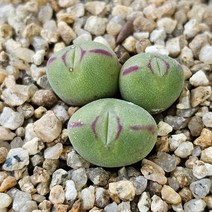 [차우바니에] 랜덤 예쁜입술 코노피튬 다육식물 에이플랜트 425 선물 코노피튬 아프리카식물 식물인테리어 다육이 홈가드닝 구근식물 희귀식물 선인장 소형식물 키우기 쉬운식물