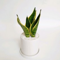 산세베리아 슈퍼바