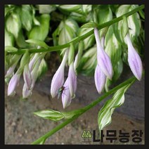 (나무농장) 야생화 비비추 포트 ( 5주묶음 )