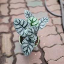 나는실버스타 실버드래곤 알로카시아 중품 35-50cm 125