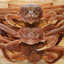 포항 준박달대게 소 1미 300~320g 산지직송