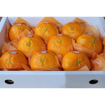 브랜드없음 제주진짜 레드향 선물세트 3kg(14~18과), 단품없음