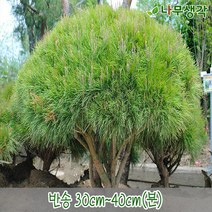 착한가격 나무생각 / 반송나무 / 30~40cm / 분, 주