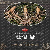 장뇌삼 장뇌산삼 산양산삼 인삼 산양삼 7년근 10뿌리 바른산양삼 바른산삼 명절선물