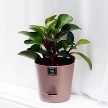 아침향기 실내공기정화식물 기능성 에코화분 커피, (에코화분/커피) 홍페페, 1개