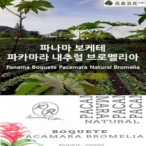 (커피생두) 파나마 보케테 파카마라 내추럴 브로멜리아, 250g