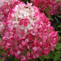 같이가치농원 신품종 유럽 목수국나무 묘목 다이아몬드루지 (다이아만트러지) 특대화분묘 개화주